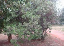 Image result for Ozoroa