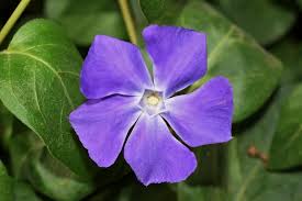 Image result for Apocynaceae subfamilies Apocynoideae and Rauvolfioideae