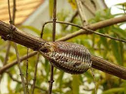 She may lay just a few dozen eggs or as many as 400 at one time. The Praying Mantis Egg Case And The Shrubbery The Amazing Plant Project