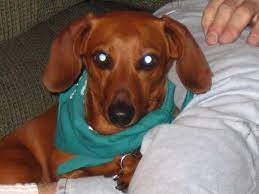 Maybe you would like to learn more about one of these? Groundhound Mini Dachshunds Home Facebook
