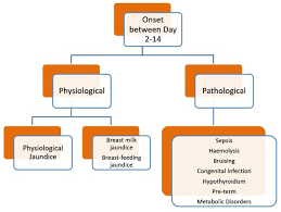 Most jaundice is mild and is usually not harmful. The Yellow Bellied Baby Nothing To Fear Paediatricfoam