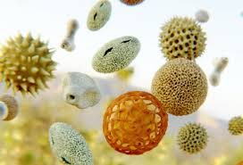 Les bouleaux sont au travail. La Saison Du Pollen De Bouleau A Officiellement Demarre En Belgique Le Specialiste