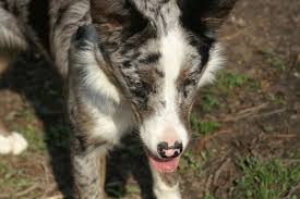 Dutch Bred Working Line Border Collie Blue Merle Tri Color Long Hair Red Merle Mother Short Hair Tri Co Border Collie Blue Merle Border Collie Blue Merle