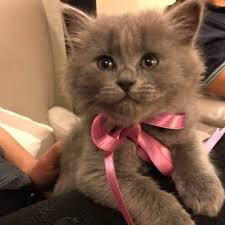 Satilik British Shorthair Yavrulari Posts Facebook