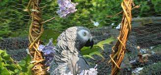 An aviary is a shed or cage like construction designed as a living space for wild or domesticated fowl. How To Build An Aviary Exoticdirect