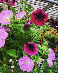 Our Petunia Hanging Baskets Are Bloomin Like Crazy Petunias Are A Low Maintenance Plant They Love Petunia Hanging Baskets Low Maintenance Plants Petunias