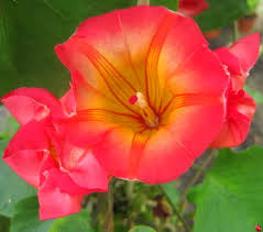 Image result for Stictocardia beraviensis