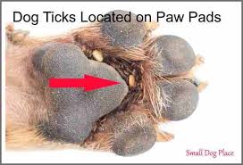 Dog Ticks Embedded Within The Pawpads Of A Dog Dogs Ticks On Dogs Ticks