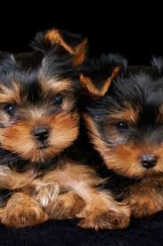 Yorkie Black And Brown Puppy Two Puppies Of The Yorkshire Terrier On The Black Background Yorkshireterrier In 2020 Yorkshire Terrier Puppies Yorkshire Terrier Terrier