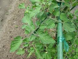 ベランダ菜園 トマトの葉で分かる肥料の状態
