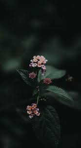 Musa Akkaya Duvar Kagidi Soyut Cicek Resimleri Soyut Resim Yaratici Portre Fotografciligi