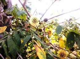 Image result for Xylia africana