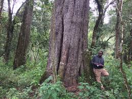 Image result for Cassipourea ruwensorensis