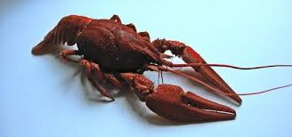 Keeping A Crawfish As A Pet In 2020 Crawfish Pets Crayfish