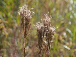 Image result for Schizachyrium brevifolium