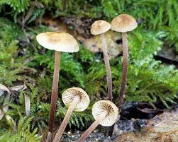 Image result for Marasmius opacus