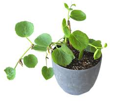 Image result for Cissus rotundifolia