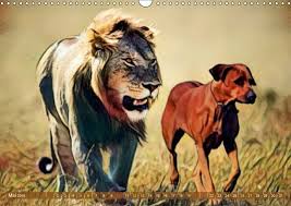 Rhodesian ridgebacks are playful and powerful dogs who are extremely loyal and loving towards their family. Pin Auf Hunde