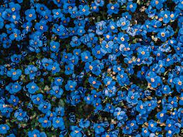 #blue pattern wallpaper #blue flower wallpaper #blue wallpaper #wall decor #wall art #wallpaper #interior ideas #home interiors #rococo #rokoko. 500 Blue Flower Pictures Hd Download Free Images On Unsplash