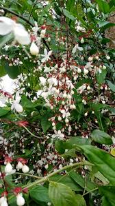 Image result for Clerodendrum abilioi