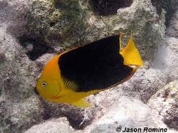 Check spelling or type a new query. Holacanthus Tricolor Discover Fishes