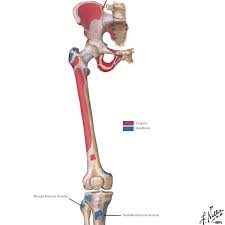 When i buy whole chicken, it's usually pretty small birds, but even then the tendon is still quite big and makes it unpleasant to eat around. Legs Outlander Anatomy