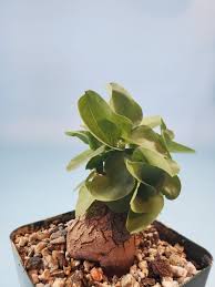 Image result for Dioscorea cotinifolia