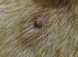 What do ticks look like on a dog? Is It A Tick How To Tell If It S A Tick On Your Dog Or Cat And How To Remove It Http Vetchick Com 2017 07 Ticks Tick On Dog Dog Skin Your Dog