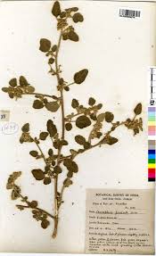 Image result for Chrozophora plicata