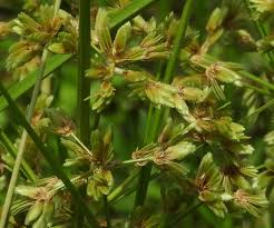 Image result for Cyperus tenuispica