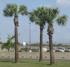 Check spelling or type a new query. Mexican Palmetto Sabal Mexicana