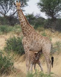 Image result for Phaeoptilum spinosum