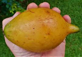 Image result for Garcinia punctata