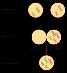 Read the description of interphase at the bottom of the. Activities And Answer Keys Ck 12 Foundation