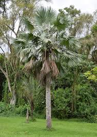 Maybe you would like to learn more about one of these? Ufei Selectree A Tree Selection Guide