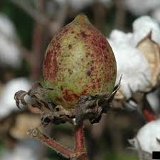 Image result for Gossypium