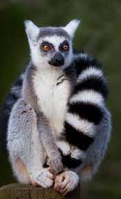 Amazing World On Twitter Cute Animals Animals Lemur
