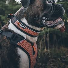 Athletes and adventurers are an essential… Non Stop Dogwear Ultra Harness 117 Hunde Geschirr Fur Viele Aktivitaten Lauflust De