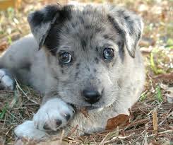 8 days ago in victorville, ca. Catahoula Australian Shepherd Mix Puppies For Sale Petsidi