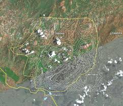 Image result for Trichopteryx stolziana