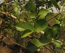 Image result for Ehretia obtusifolia