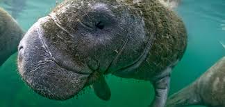 Image result for stock photos of manatees