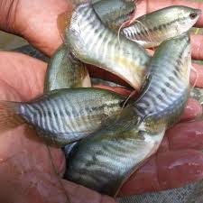 Ikan dapat hidup di air tawar, air payau, maupun air laut. Cara Budidaya Ikan Sepat Jenis Maulana Says Green 3