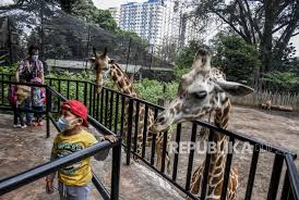 Kenalkan mun, bayi gajah yang baru lahir di kebun binatang copenhagen 09 okt 2020, 07:30 wib diperbarui 09 okt 2020, 06:50 wib bayi dari induk gajah asia berusia 22 tahun tersebut lahir pada 1 oktober 2020 lalu. Kebun Binatang Bandung Dibuka Kembali Republika Online