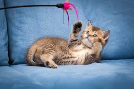 Built for your teaching needs. Is Your Kitty Bored The Very Best Cat Games To Play Now Film Daily