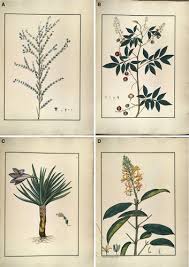 Image result for Phyllanthus mendoncae