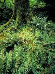Verdant Forest Floor With Moss And Fern Fronds In The Rainforest At The Foot Of The Olympic Mountains Of Wash Forest Landscape Mystical Forest Beautiful Forest