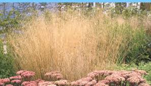 Image result for Deschampsia cespitosa