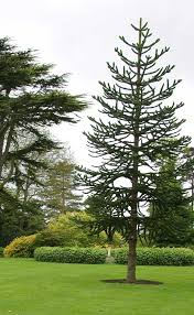 Check spelling or type a new query. Barcham Pro Trees