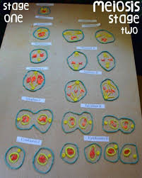 Genetics Cell Division Meiosis Angelicscalliwags Meiosis Cell Model Animal Cells Model